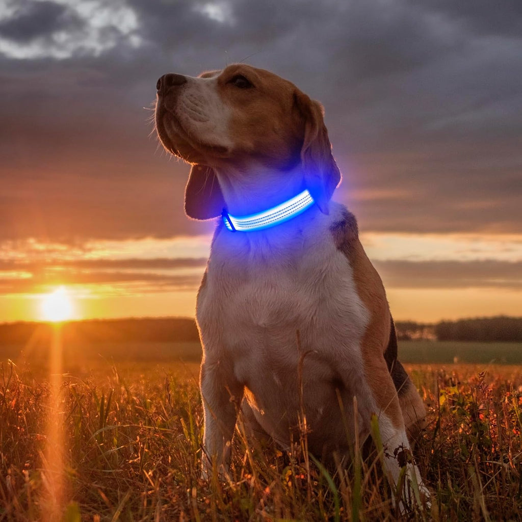 LED Dog Collar - USB Rechargeable Dog Light up Collar, Reflective Pet Collar Light Glow in the Dark (Blueⅲ, Medium)